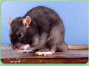 rat control Sandwell
